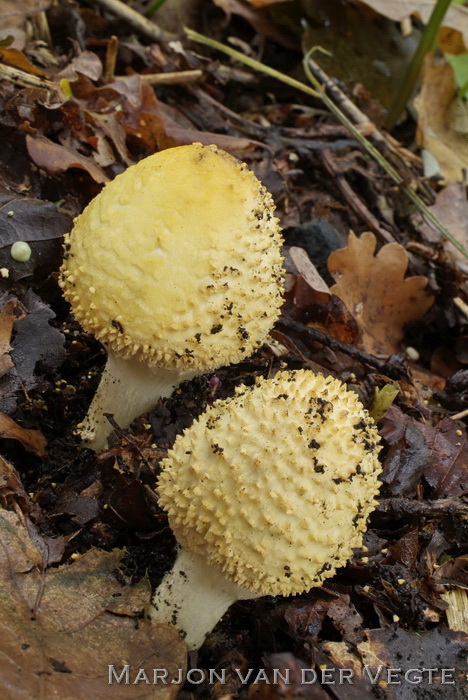 Spitsschubbige parasolzwam - Lepiota aspera